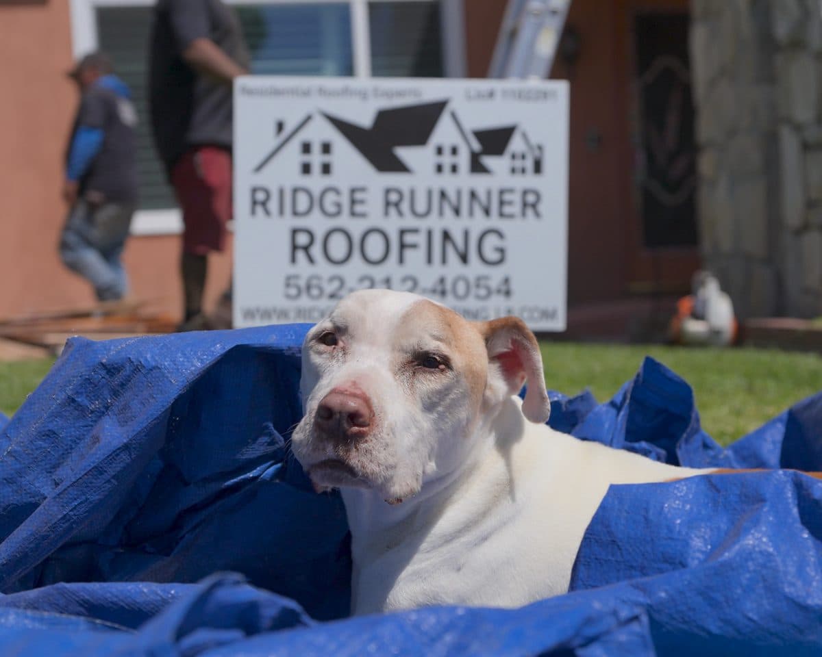 Bo at a Ridge Runner Roofing job site